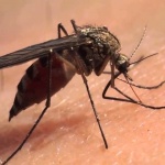 Confirman 8 casos de chikungunya en Ciudad del Este