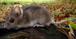 El ratón es el transmisor del virus hanta.