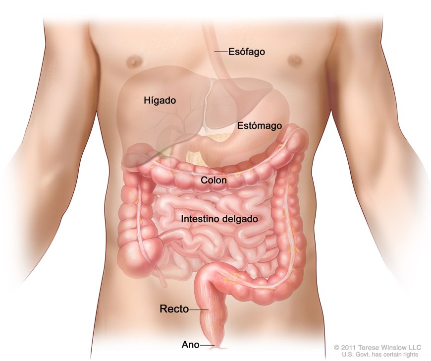 Anatoma-colon-y-recto