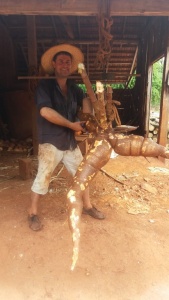 El agricultor cambyreteño, don Nelson Schneider pesando la planta de mandioca que cosechó de su chacra.