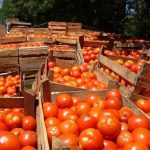 Precio de tomates se reducirá con próxima cosecha, según el MAG